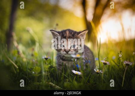 Unschuldige neugeborene Hauskatze entdeckt Wildtiere rund um das Haus und erfährt eine unmittelbare Entwicklung hinsichtlich neuer Empfindungen. Blauäugig grau und bla Stockfoto