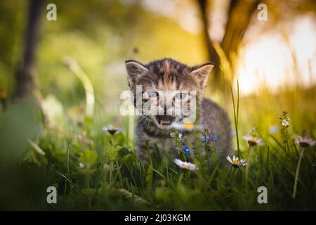 Wütend neugeborene tabby schwarz und grau Katze entdecken neue Schönheiten im Garten in der höheren Gras und anspruchsvolle Aufmerksamkeit. Brüllen. Sonnenuntergang mit einem Kätzchen. Stockfoto