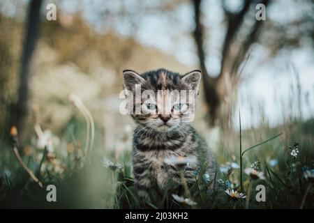 Unschuldige neugeborene Hauskatze entdeckt Wildtiere rund um das Haus und erfährt eine unmittelbare Entwicklung hinsichtlich neuer Empfindungen. Blauäugig grau und bla Stockfoto