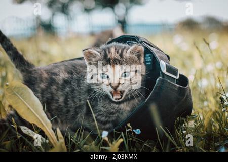 Unschuldige neugeborene Hauskatze entdeckt Wildtiere rund um das Haus und erfährt eine unmittelbare Entwicklung hinsichtlich neuer Empfindungen. Blauäugig grau und bla Stockfoto