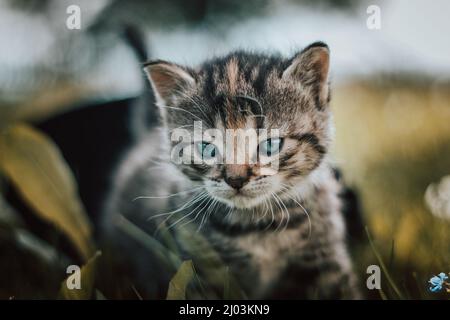 Unschuldige neugeborene Hauskatze entdeckt Wildtiere rund um das Haus und erfährt eine unmittelbare Entwicklung hinsichtlich neuer Empfindungen. Blauäugig grau und bla Stockfoto