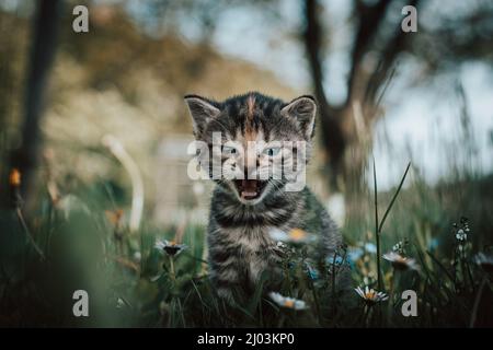 Unschuldige neugeborene Hauskatze entdeckt Wildtiere rund um das Haus und erfährt eine unmittelbare Entwicklung hinsichtlich neuer Empfindungen. Blauäugig grau und bla Stockfoto