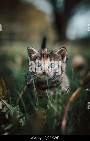 Unschuldige neugeborene Hauskatze entdeckt Wildtiere rund um das Haus und erfährt eine unmittelbare Entwicklung hinsichtlich neuer Empfindungen. Blauäugig grau und bla Stockfoto