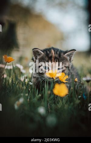 Unschuldige neugeborene Hauskatze entdeckt Wildtiere rund um das Haus und erfährt eine unmittelbare Entwicklung hinsichtlich neuer Empfindungen. Blauäugig grau und bla Stockfoto