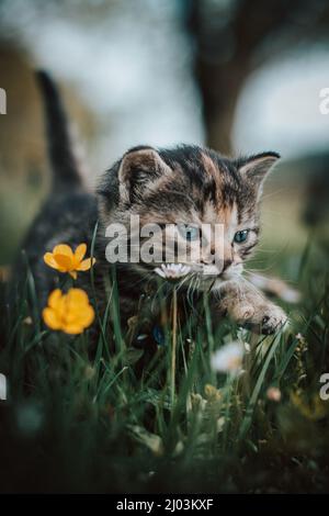 Unschuldige neugeborene Hauskatze entdeckt Wildtiere rund um das Haus und erfährt eine unmittelbare Entwicklung hinsichtlich neuer Empfindungen. Blauäugig grau und bla Stockfoto