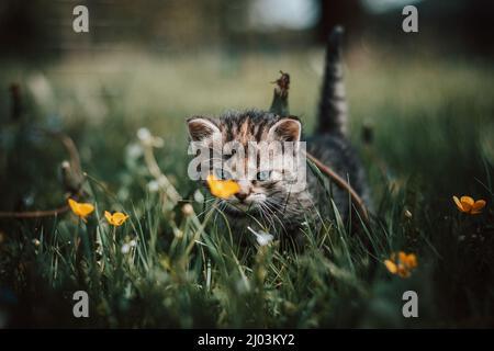 Unschuldige neugeborene Hauskatze entdeckt Wildtiere rund um das Haus und erfährt eine unmittelbare Entwicklung hinsichtlich neuer Empfindungen. Blauäugig grau und bla Stockfoto