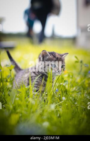 Unschuldige neugeborene Hauskatze entdeckt Wildtiere rund um das Haus und erfährt eine unmittelbare Entwicklung hinsichtlich neuer Empfindungen. Blauäugig grau und bla Stockfoto