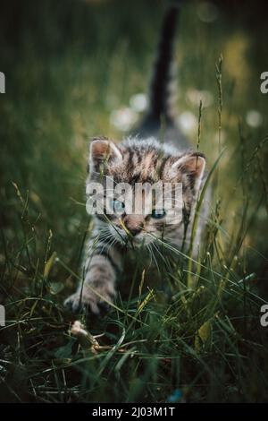 Unschuldige neugeborene Hauskatze entdeckt Wildtiere rund um das Haus und erfährt eine unmittelbare Entwicklung hinsichtlich neuer Empfindungen. Blauäugig grau und bla Stockfoto