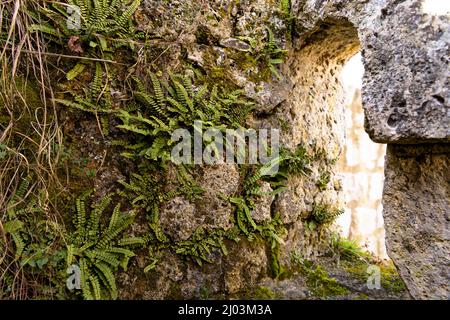 Alte Mauer mit Fenster mit Moos und Farnpflanzen überwuchert Stockfoto