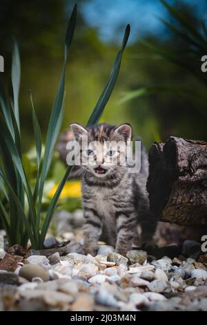 Neugeborene Hauskatze entdeckt Wildtiere rund um das Haus und erfährt eine unmittelbare Entwicklung hinsichtlich neuer Empfindungen. Blauäugige graue und schwarze Kätzchen Stockfoto