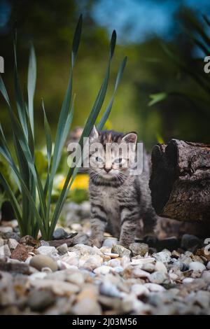 Neugeborene Hauskatze entdeckt Wildtiere rund um das Haus und erfährt eine unmittelbare Entwicklung hinsichtlich neuer Empfindungen. Blauäugige graue und schwarze Kätzchen Stockfoto