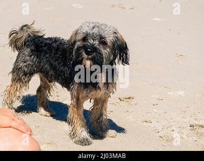 Porträt eines kleinen tibetischen Mischlingshundes, der auf dem Sand am Strand steht. Stockfoto