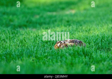 Europäischer Hase, der sich im Gras versteckt. Unscharfer Bokeh-Hintergrund, Kopierbereich. Gattung Lepus europaeus Stockfoto