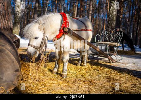 Die Nahaufnahme des Ponys, das im Wintertag Heu isst, in Sibirien, Russland Stockfoto