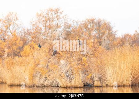 Drei (3) große Kormorane (Phalacrocorax carbo), die bei einem Winteraufgang auf einem Baum auf einem See reflektiert wurden. Aiguamolls de l'Empordà. Stockfoto