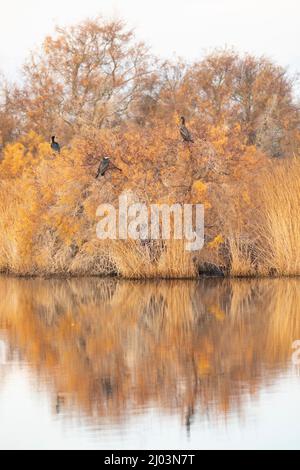 Drei (3) große Kormorane (Phalacrocorax carbo), die bei einem Winteraufgang auf einem Baum auf einem See reflektiert wurden. Aiguamolls de l'Empordà. Stockfoto