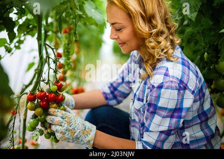Glückliche Arbeiterin pflücken süßes Gemüse auf dem Land Bauernhof. Landwirtschaft Bio-Produkt-Konzept Stockfoto