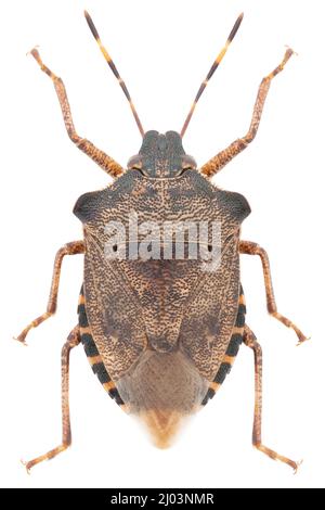 Troilus luridus echtes Insektenexemplar Stockfoto