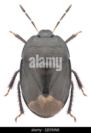 Sehirus luctuosus echtes Insektenexemplar Stockfoto