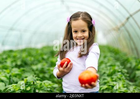 Liebenswert kleines Mädchen sammeln Tomaten im Gewächshaus. Menschen Bio-Lebensmittel-Konzept. Stockfoto