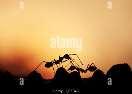 Zwei grüne Ameisen, die durch Berührung und durch ein pheromones kommunizieren, während sie auf einer Weinrebe spazieren, verschwimmt der Sonnenuntergang im Hintergrund. Nahaufnahme. Stockfoto
