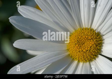 Nahaufnahme von Oxeye Daisy, Leucanthemum vulgare Stockfoto