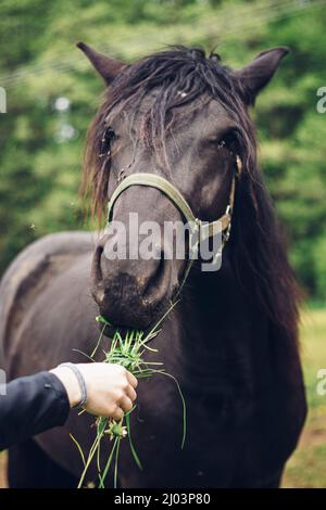 Die junge Zücherin gibt ihrem schönen schwarzen Arbeitstier ein Gras zum Essen als Snack. Das schwarze Pferd mit langem Pony nimmt das Gras mit seinen Vorderzähnen. Stockfoto