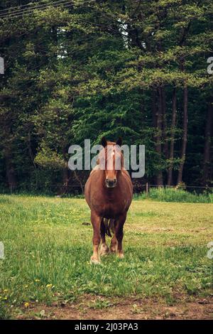 Das stählerige, fleißige Pferd geht durch den Corral und schaut auf die Geräusche. Equus ferus caballus geht seinem Züchter entgegen. Heimisch Bauernhof. Zählen Stockfoto