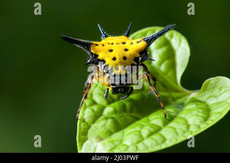 Nahaufnahme der stacheligen Spinne von Hasselt, die in einem tropischen Wald auf grünen Blättern steht. Stockfoto