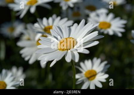 Cluster von Ochsenaugen-Gänseblümchen, Leucanthemum Stockfoto