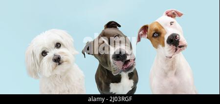 Banner drei Haustiere. Anstellende und denkende Hunde, die die Kopfseite kippen. Isoliert auf blauem pastellfarbenem Hintergrund Stockfoto