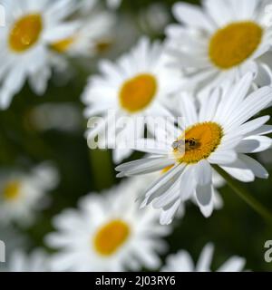 Sternhaufen der Ochsenaugen-Gänseblümchen, Leucanthemum, mit Insekt auf der Blume im Vordergrund Stockfoto