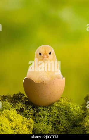 Osterbild eines lustigen kleinen Kükens, das in einem zerbrochenen Ei sitzt Stockfoto