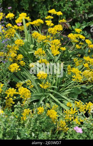 Gelber Knoblauch (Allium Moly) blüht im Juni in einem Garten Stockfoto