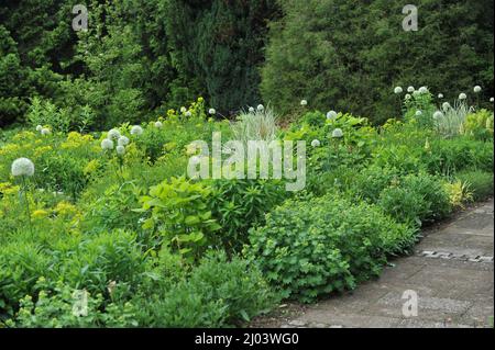 Weißer Allium stipitatum der Mount Everest blüht im Juni an einer Blumengrenze in einem Garten Stockfoto