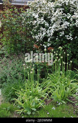Schwarzer Knoblauch (Allium nigrum) blüht im Mai in einem Garten. Spiraea vanhouttei und dunkler Kranichschnabel (Geranium phaeum) Goldener Frühling blühen im Hintergrund Stockfoto