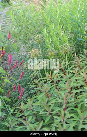 Saatköpfen von schwarzem Knoblauch (Allium nigrum) in einem Garten im Juli Stockfoto