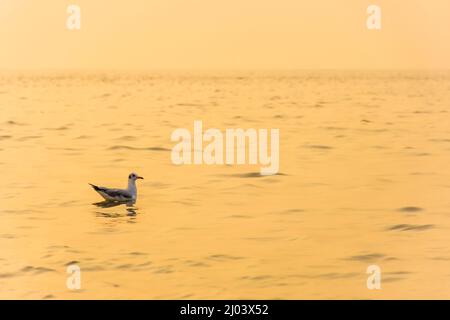 Möwe, Larus spp, Schwimmen auf der Goldenen Stunde des Sonnenuntergangs im Meer Stockfoto