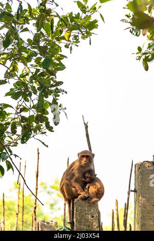 Rhesus Macaque Affe mit Baby Stillen in den Sundarbans Stockfoto