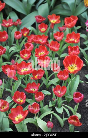 Rote und gelbe Triumph Tulpen (Tulipa) Leen Orange blüht im April in einem Garten Stockfoto