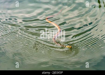 Grassschlange, Ringelschlange, Wasserschlange, Natrix natrix, Eurasisch, Nicht giftige, im Wasser schwimmende Brid-Schlange Stockfoto