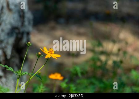 Gelb, bollig, Butterblume, St. Anthony's, Rübe, Ranunculus bulbosus, Blume, Blüte, Nahaufnahme Stockfoto