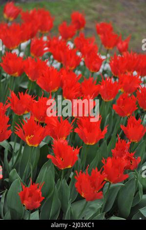 Rot und gelb Darwin Hybride Tulpen (Tulipa) Löwe blüht im April in einem Garten Stockfoto