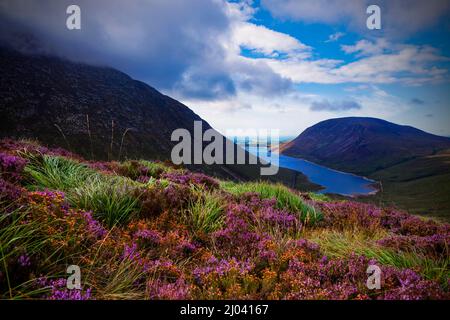 Wild Heather im Silent Valley, Mourne Mountains, County Down, Nordirland Stockfoto