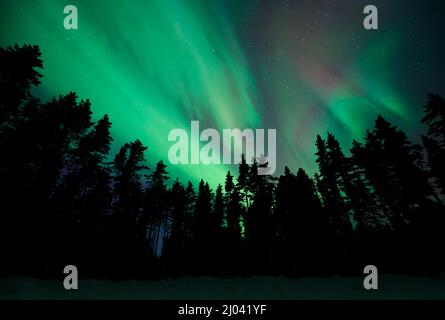 Aurora Borealis, Nordlichter, über borealen Wäldern, verschneite Winternacht, Finnland. Stockfoto