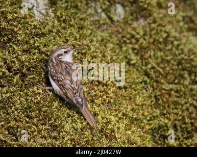 Baumkäfer, Certhia familiaris, auf grünem Moos Stockfoto