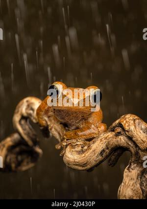 Ein rauer, frilled Tree Frog (Kurixalus appendiculatus), der auf einem Ast ruht, während es regnet (vor dunklem Hintergrund) Stockfoto