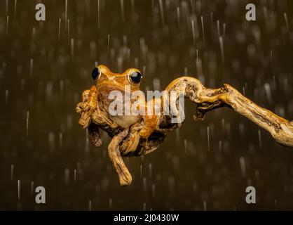 Ein rauer, frilled Tree Frog (Kurixalus appendiculatus), der auf einem Ast ruht, während es regnet (vor dunklem Hintergrund) Stockfoto