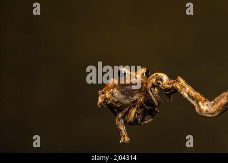 Ein rauer Frilled Tree Frog (Kurixalus appendiculatus), der auf einem Ast vor einem schlichten Hintergrund ruhte Stockfoto