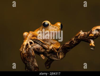 Ein rauer Frilled Tree Frog (Kurixalus appendiculatus), der auf einem Ast vor einem schlichten Hintergrund ruhte Stockfoto